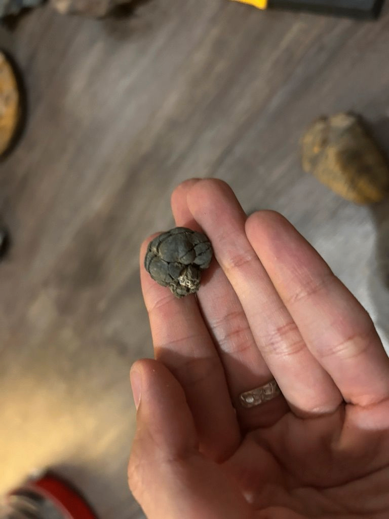 Crinoïdes et traces
