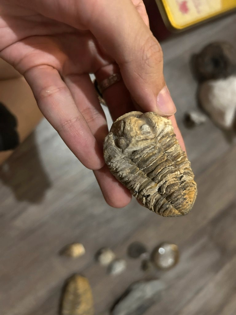 Trilobite dans la pierre