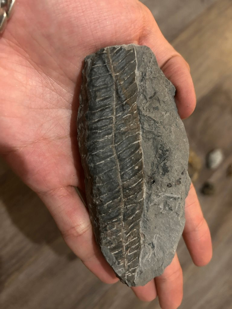 Écaille de poisson fossile