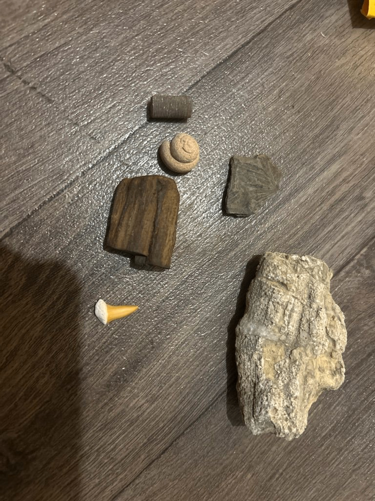 Collection de fossiles