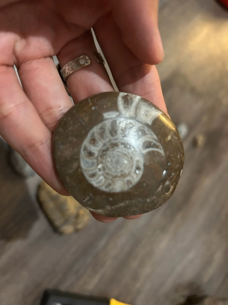 Ammonite sur pierre polie