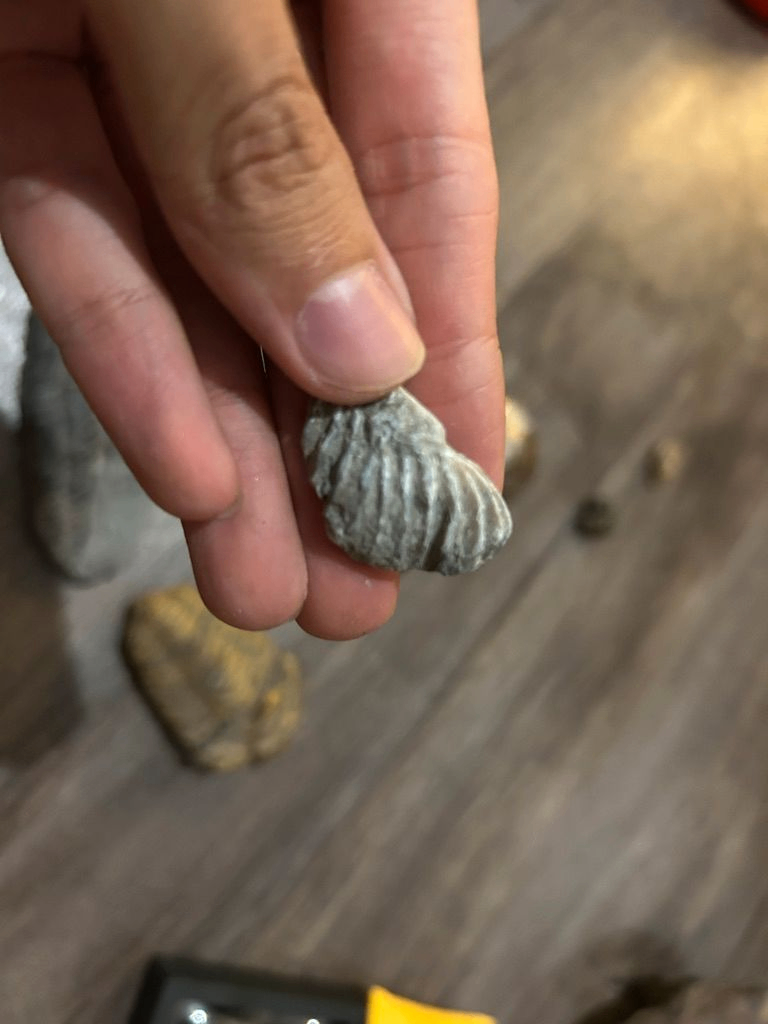Famille d'ammonites