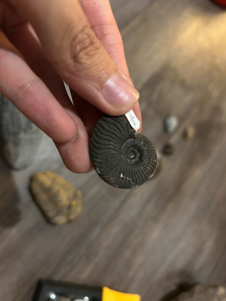 Ammonite coupée en deux