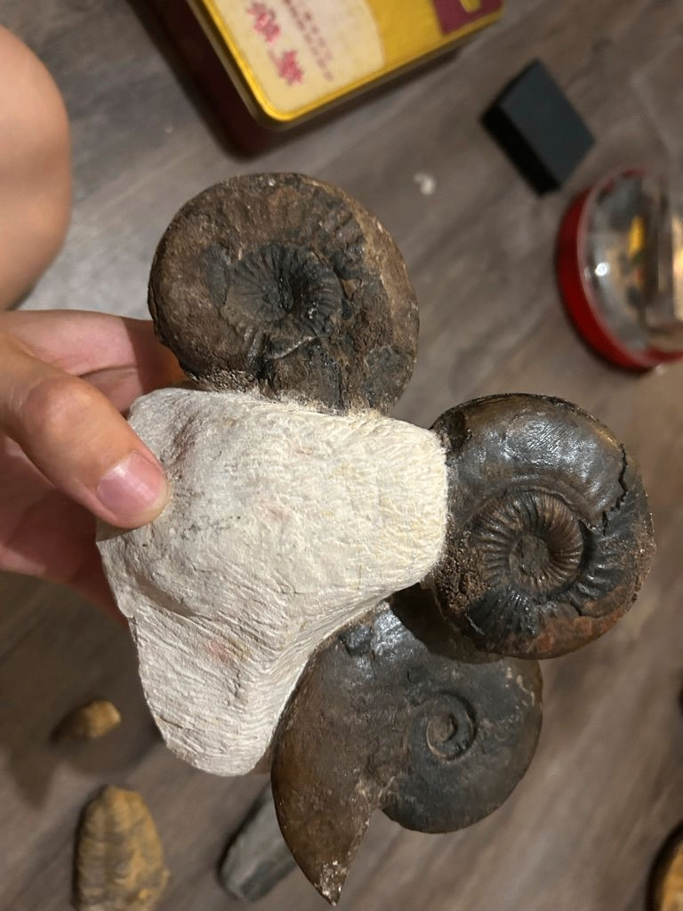 Ammonites dans un caillou