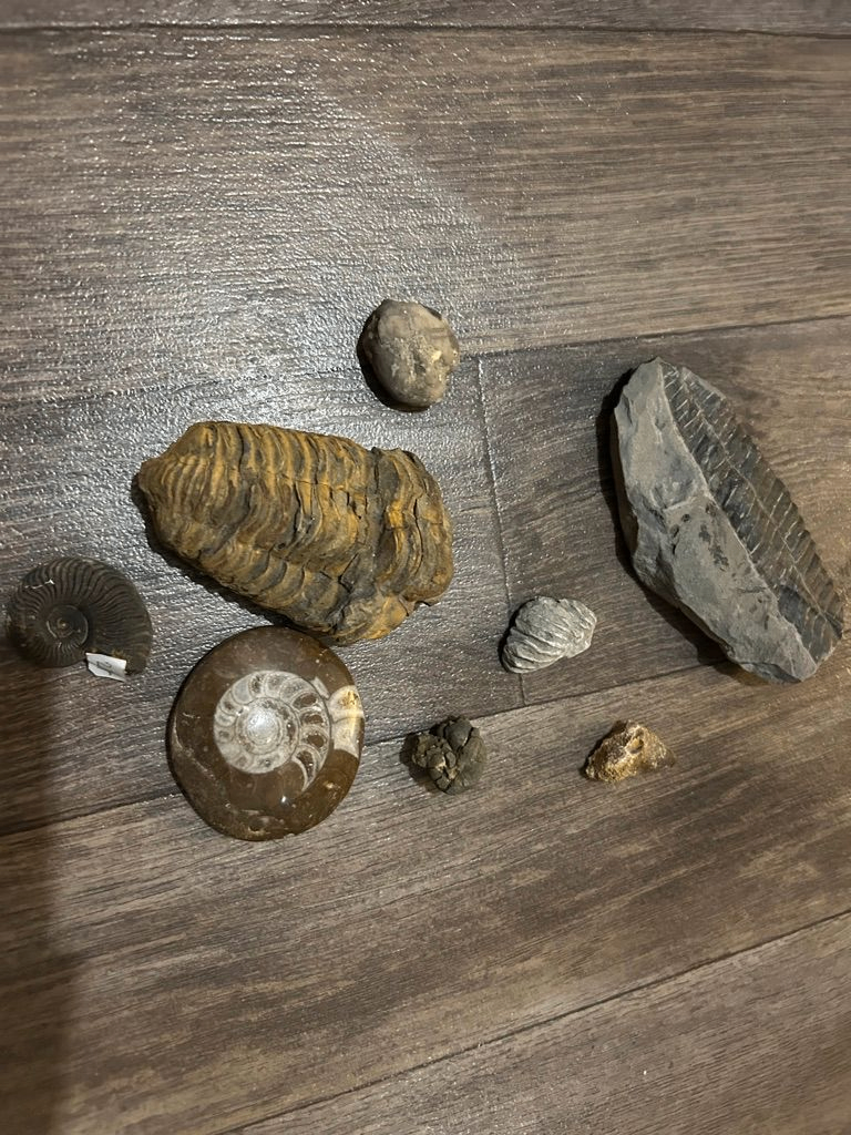 Trésors de la mer