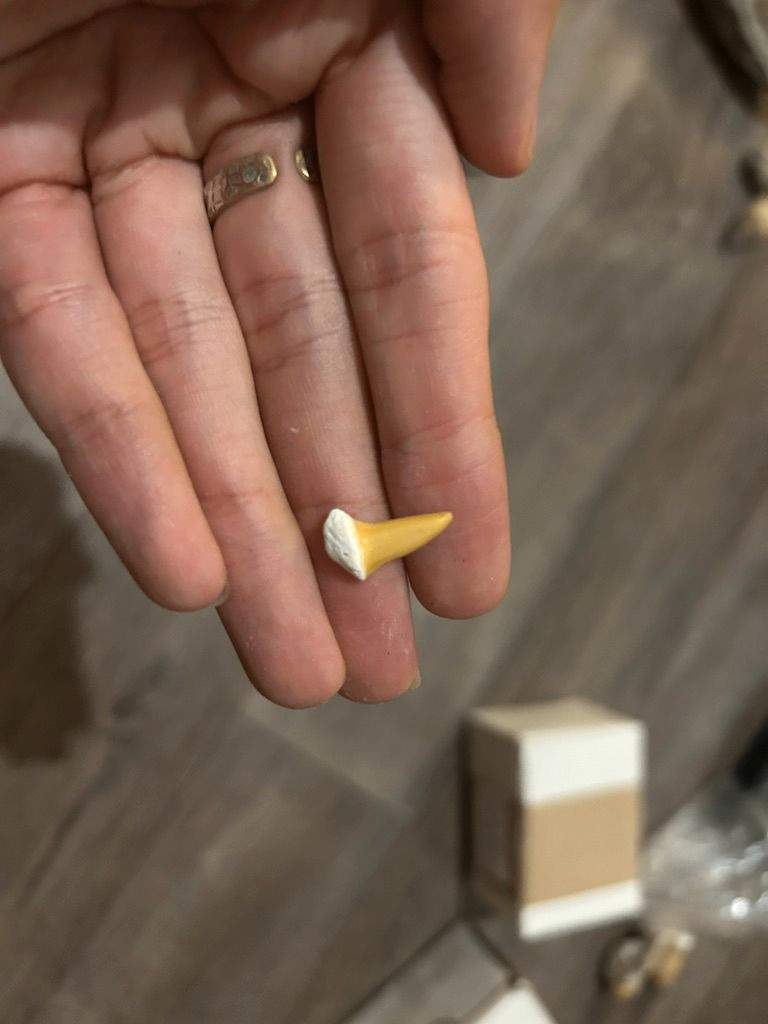 Flèche de la mer (Bélemnite)