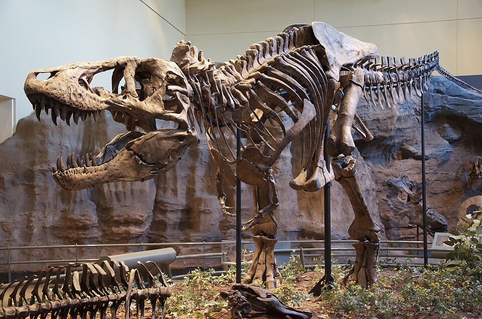 Le tyrannosaure
