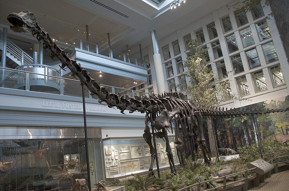 Le diplodocus
