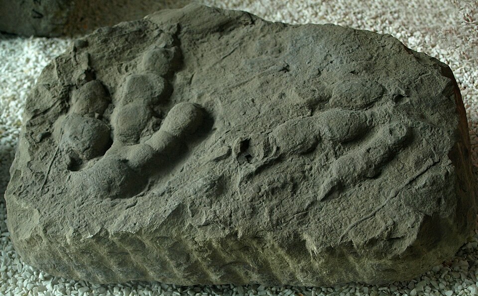 Empreinte de dinosaure