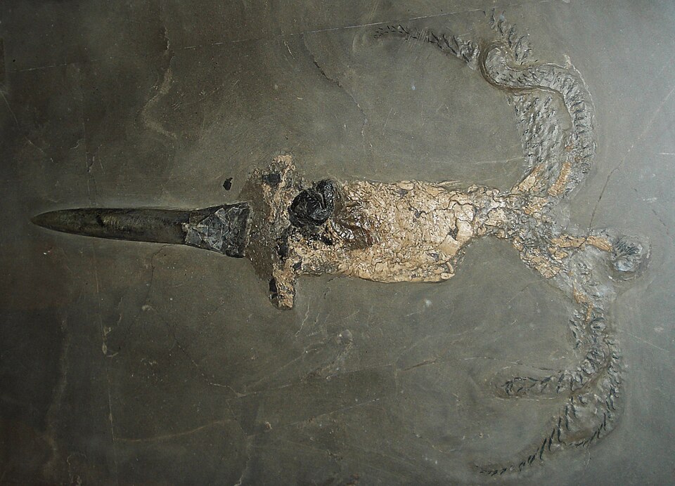 Bélemnite