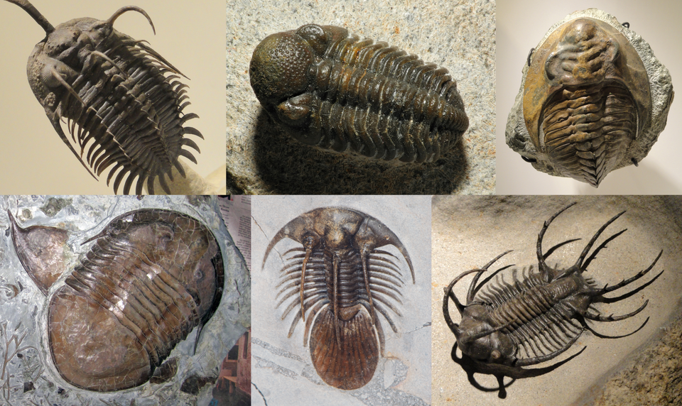 Le trilobite
