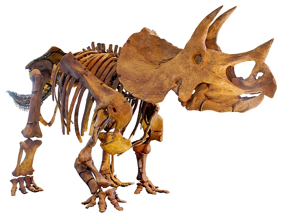 Le tricératops